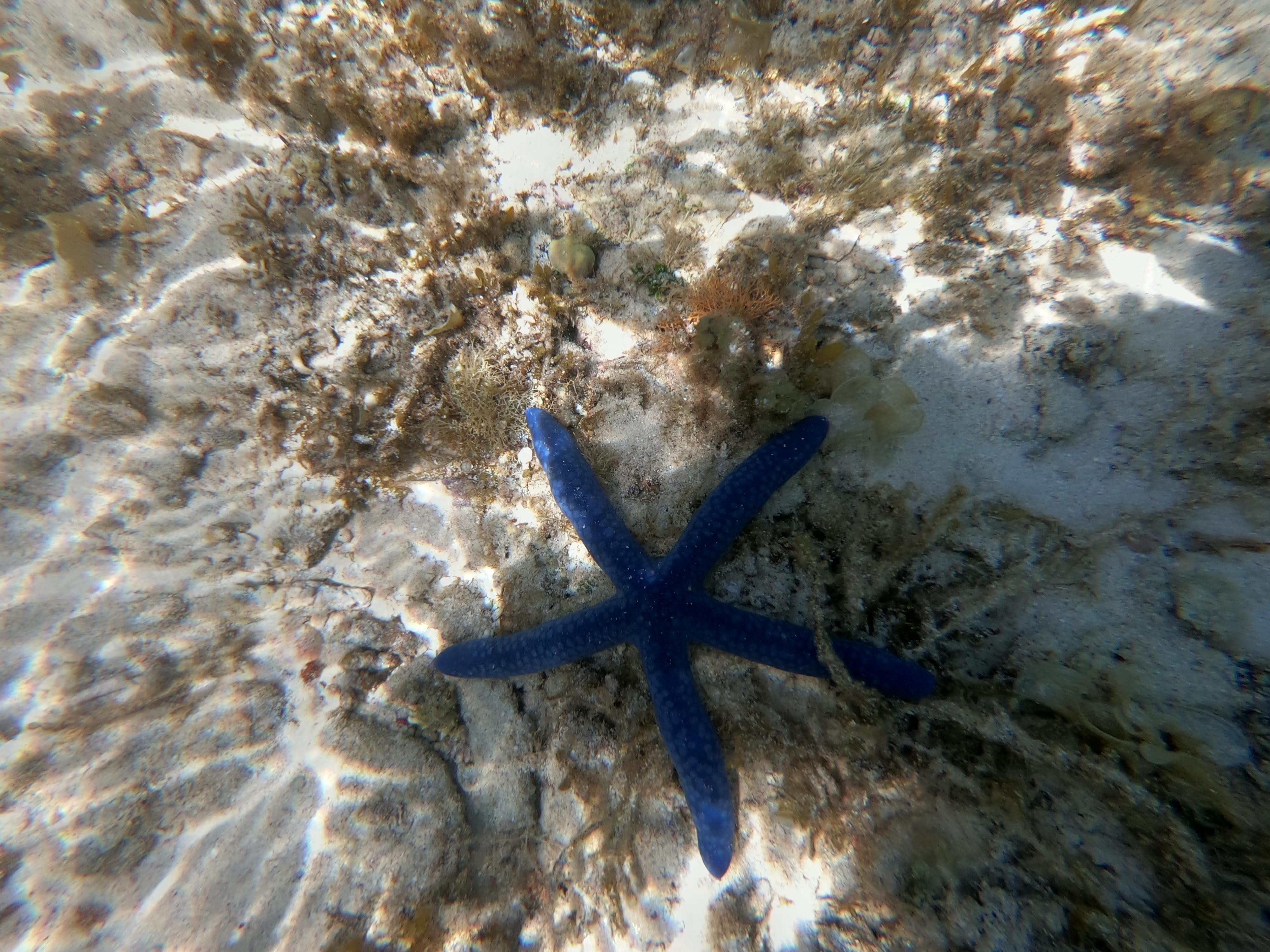 what is it, diving?